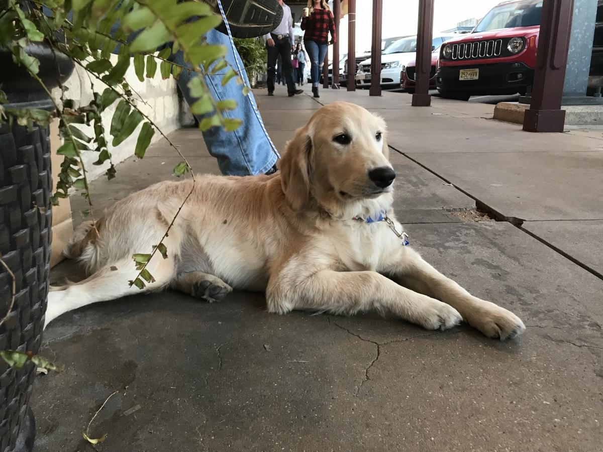 Pet Friendly Hotels In Fredericksburg Tx Inns Guest Houses