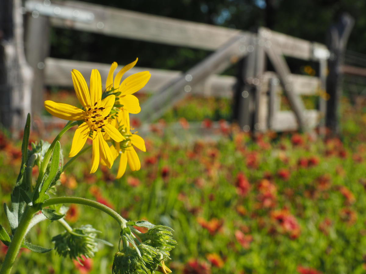 4 Fredericksburg Wildflower Hot Spots in Texas Hill Country