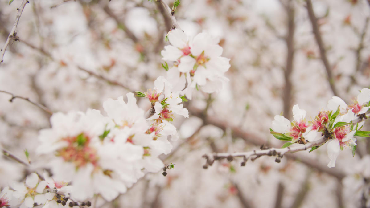 Fresno County Blossom Trail kicking off 36th season - ABC30