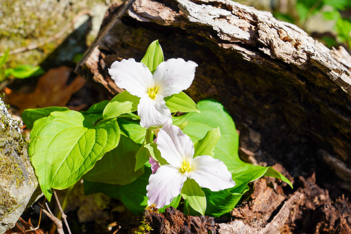Whiteoak Sink group size limited for wildflower viewing