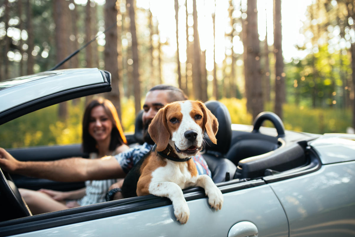 How to Have a Great Gatlinburg Getaway, Straight From the Dog's Mouth Gatlinburg, TN Pet