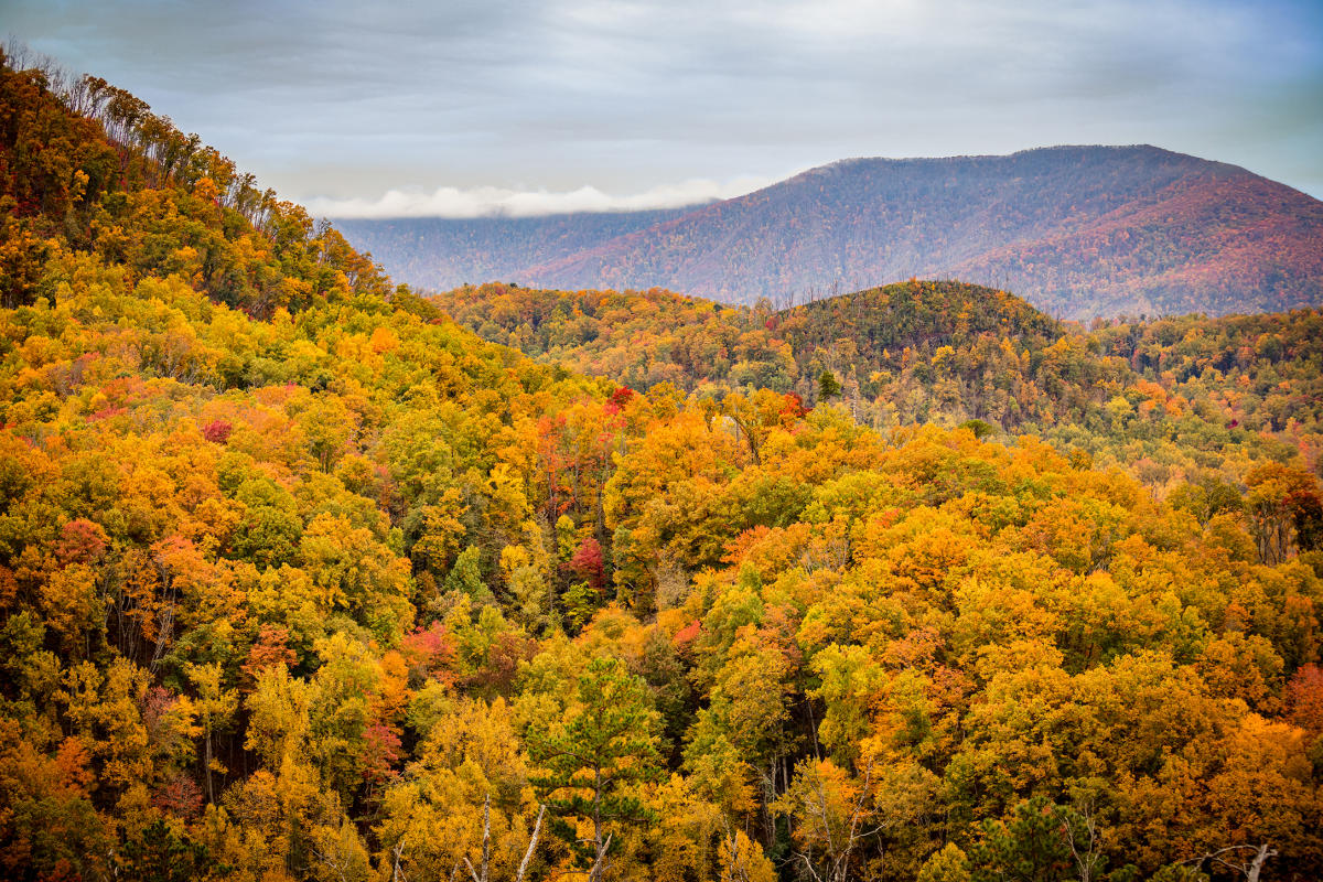 Best Fall Colors In Gatlinburg At Indiana Brownless Blog Best Fall Colors In Gatlinburg At Indiana Brownless Blog