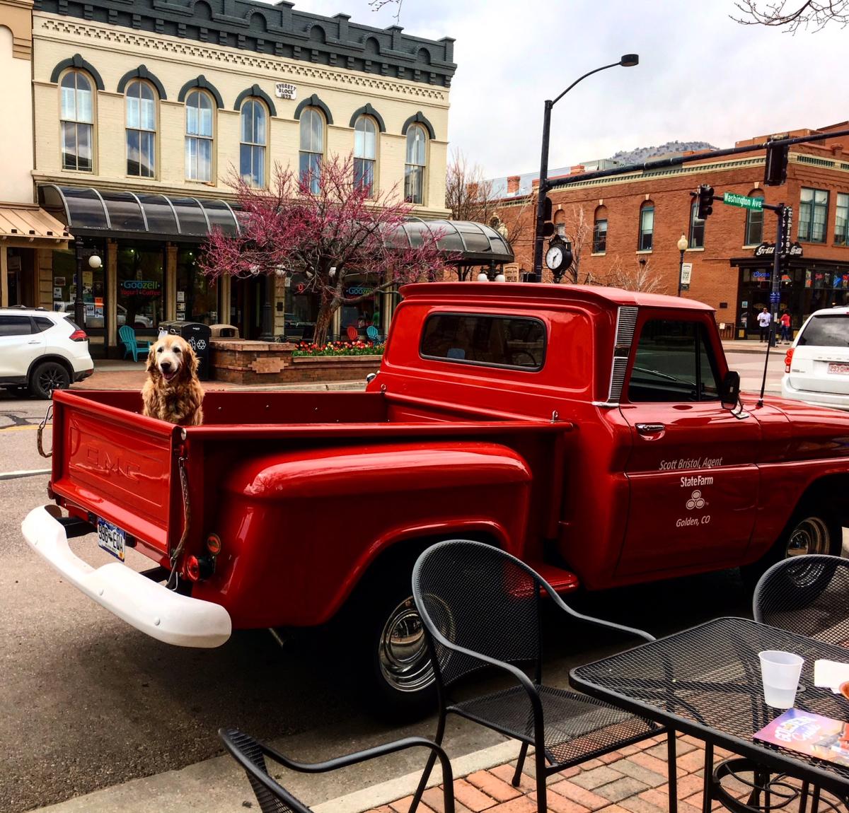 Every Day Is A Dog S Day In Golden