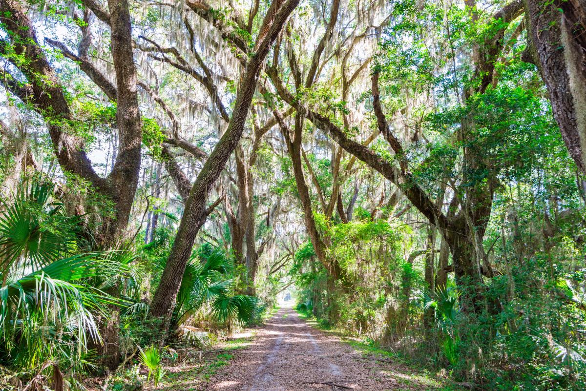 Things To Do This Winter In The Golden Isles things-to-do-this-winter-in-the-golden-isles