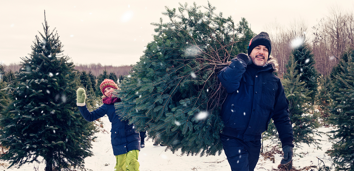 Cut your own Christmas Tree in Granby