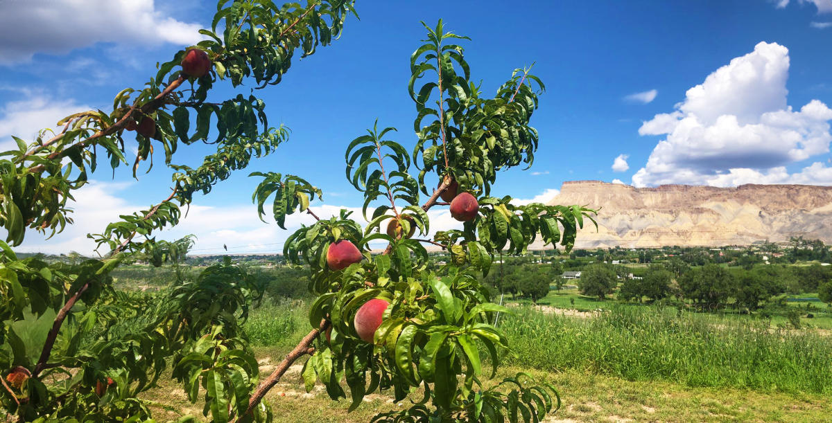 Palisade Peaches in Grand Junction