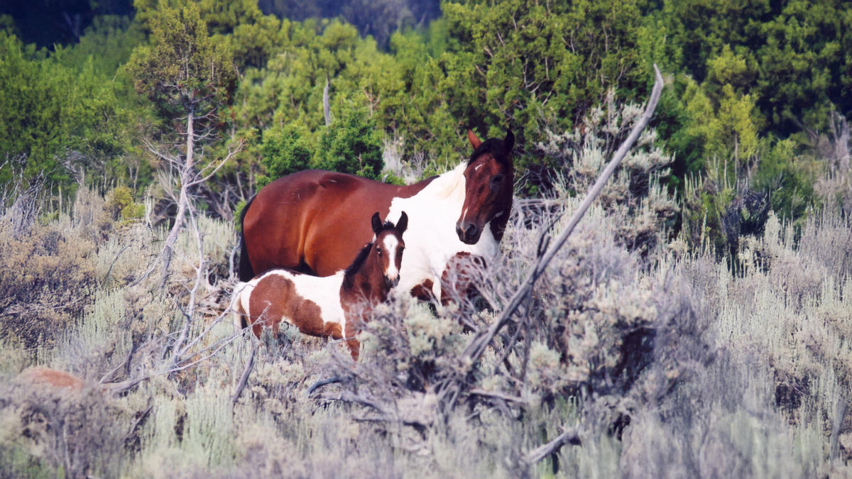 Where to See Wild Horses in Grand Junction | Visit Grand Junction
