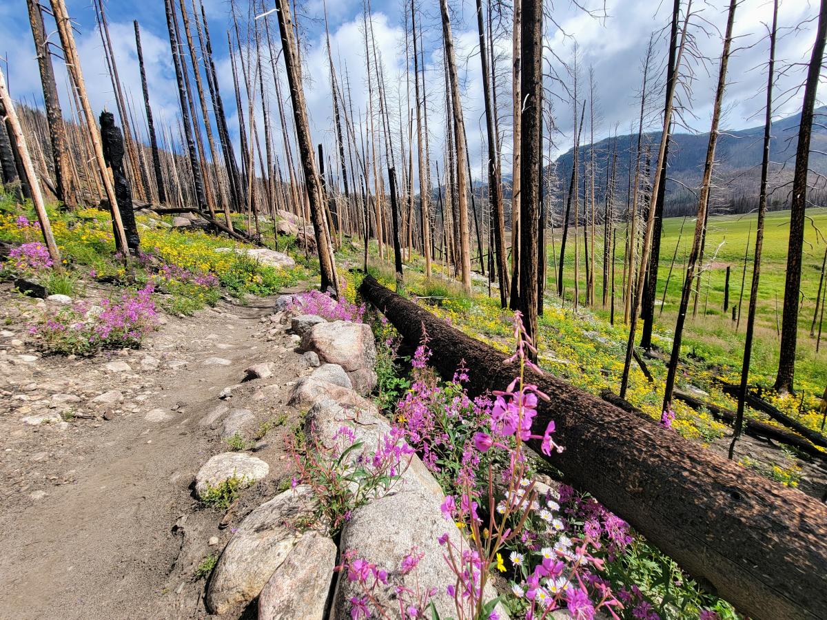 はろうきてぃ　MOUNTAIN MEADOWS Base | Big Meadows via Green Mountain Trailhead