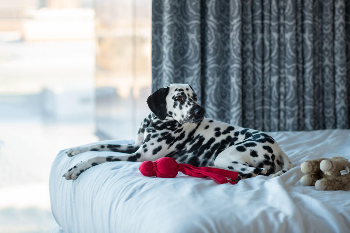 PetFriendly Hotels in Grand Rapids, MI B&Bs, Motels & Inns