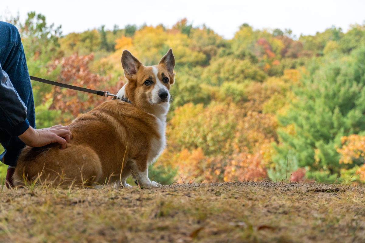 PetFriendly Hotels in Grand Rapids, MI B&Bs, Motels & Inns