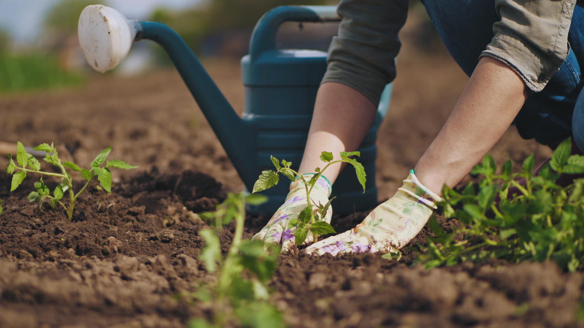 Get Growing: The Green Bay Gardeners' Guide | Discover Green Bay