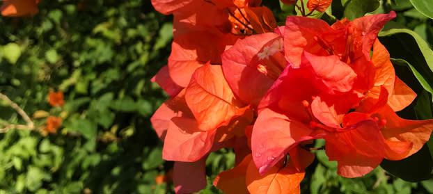 Come Into Bloom - Flora of Guam