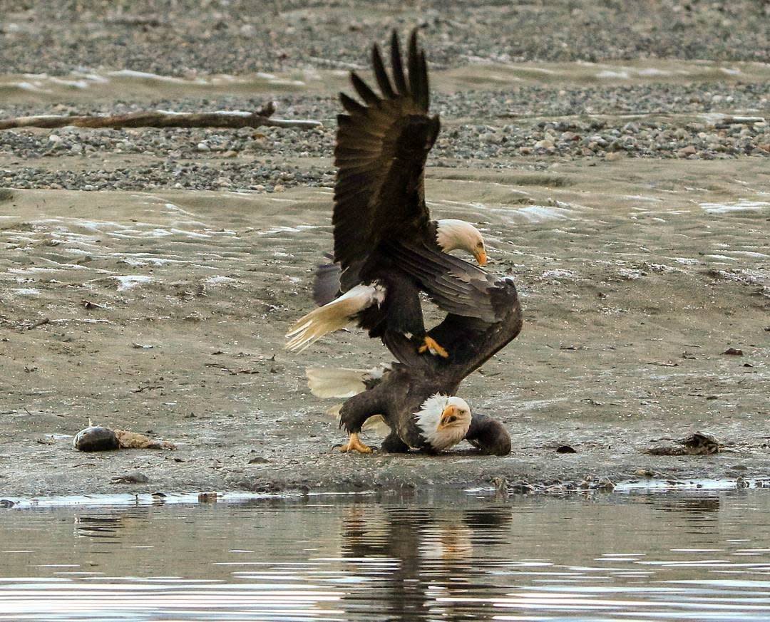 Chilkat Bald Eagle Preserve