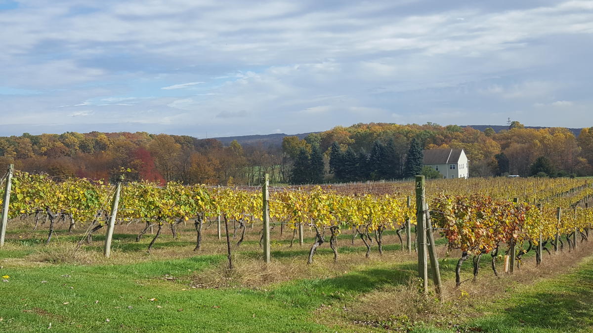 Wineries & Vineyards