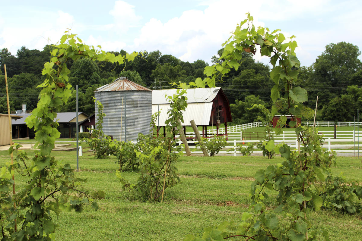 The Charm of Catawba Farms