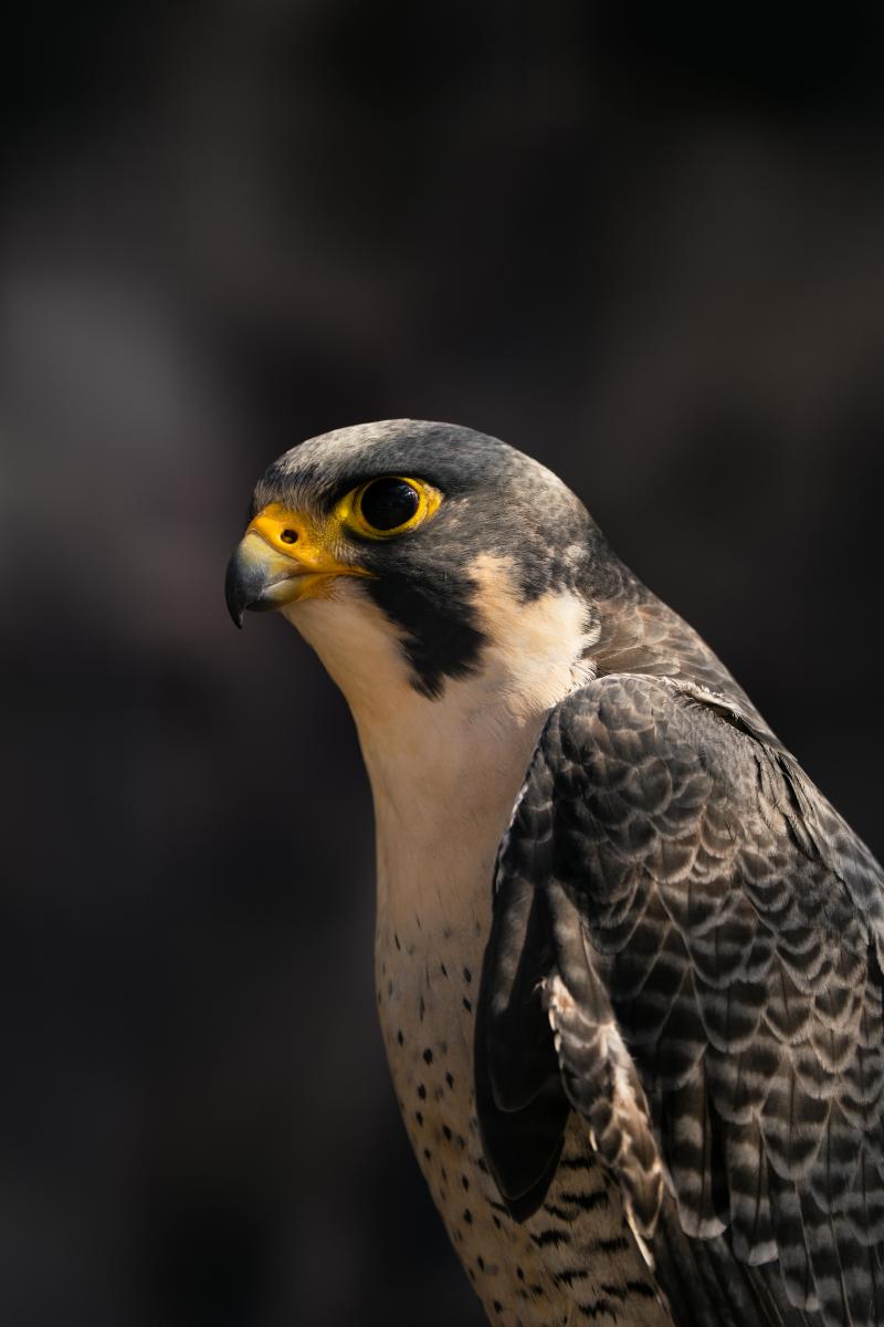Peregrine Falcons of Whiteside Mountain | Visit Highlands, NC