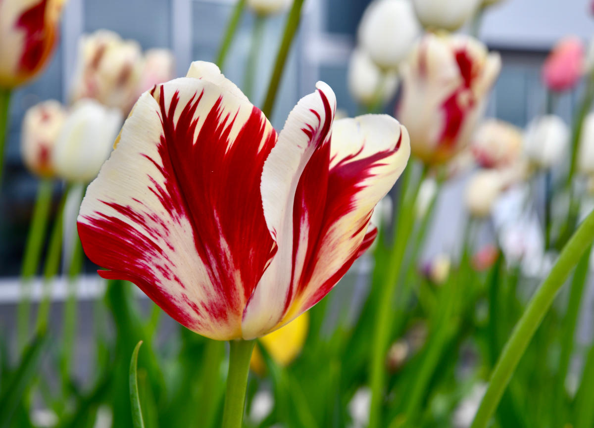 Grand Perfection grand-perfection