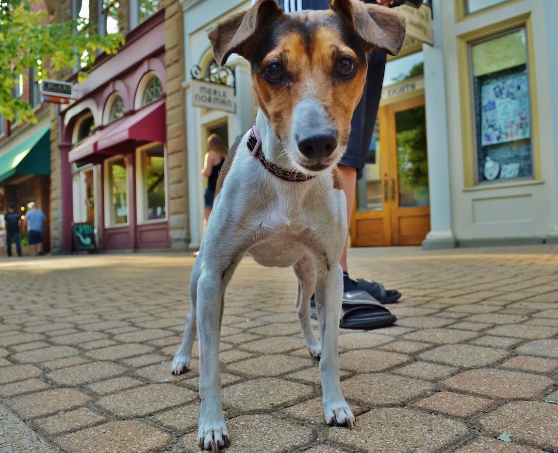 Plan a Vacation in PetFriendly Holland, Michigan