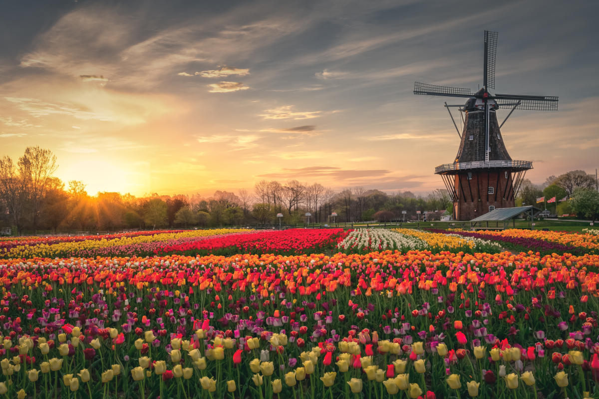 WIG_Tulips_AbhishekChandra_c5023564-ee0e