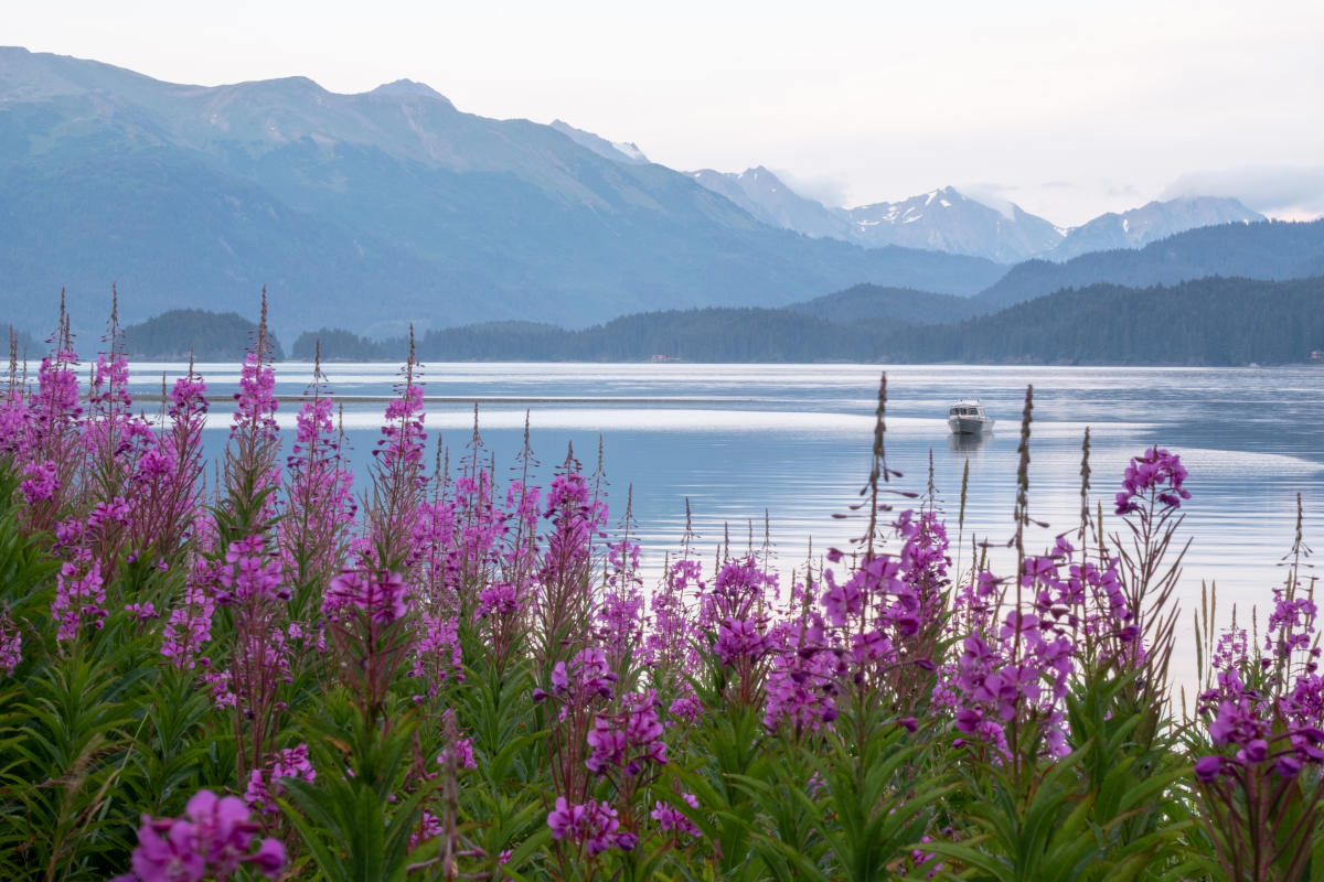 Plan Your Homer Alaska Trip Now   AdobeStock 370242373 48d121f6 C4f0 4dbe 87f5 C1a514c231b7 