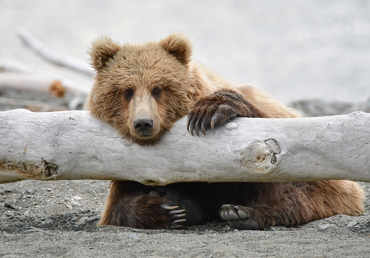 Exciting Tours Adventures In Homer Alaska Homer Chamber Of Commerce   Bear 39a89ae2 Fa11 46b2 8a27 586ae969f2a0 