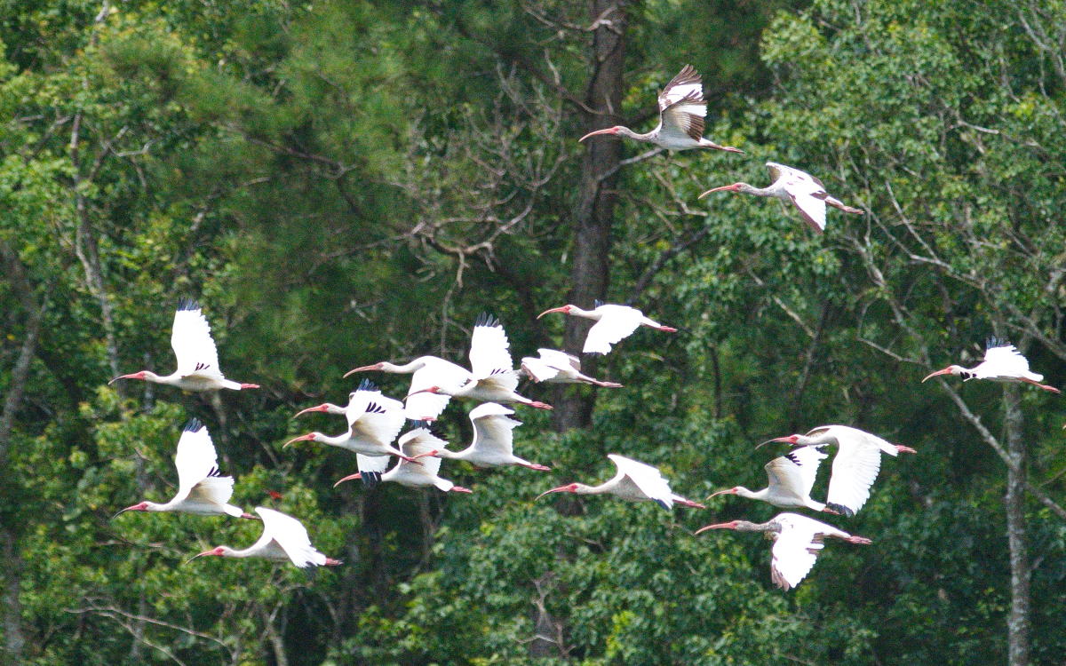 Where to go to Enjoy the Bird Migration Houston Day Trips