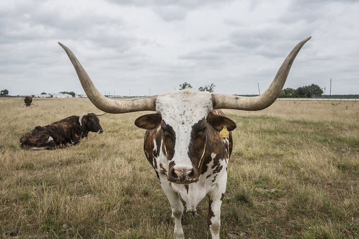 Day Trips from Houston Bay Area Houston: The Butler Longhorn Museum