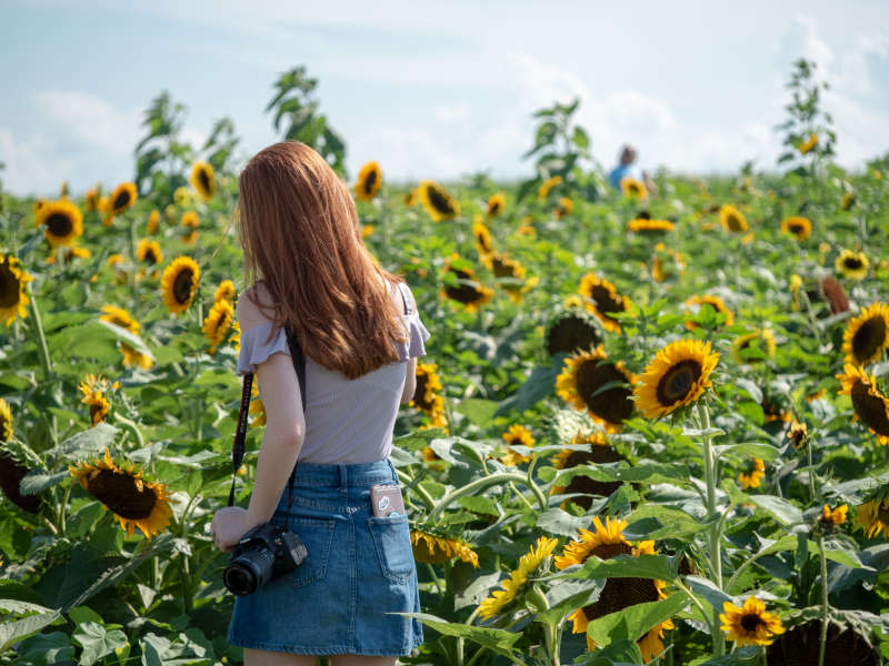 Places To See Sunflowers in Howard County Maryland