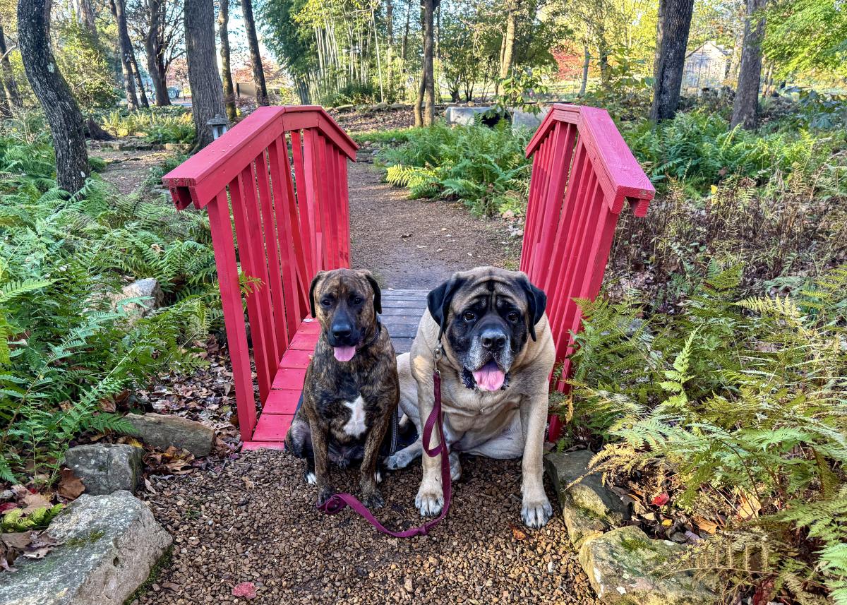 Explore Dog-Friendly Places in Huntsville, Alabama 🐾