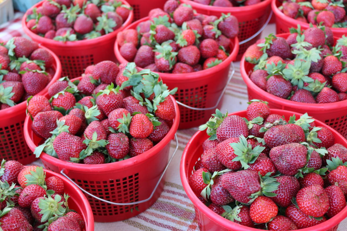 Guide to Farmers Markets Huntsville Madison Madison County