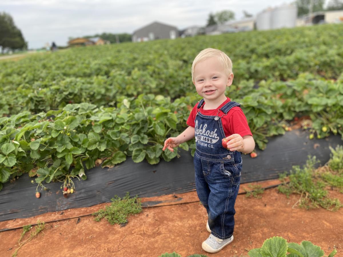 Pick Your Own Strawberries in Huntsville