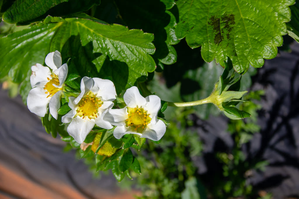 Pick Your Own Strawberries in Huntsville