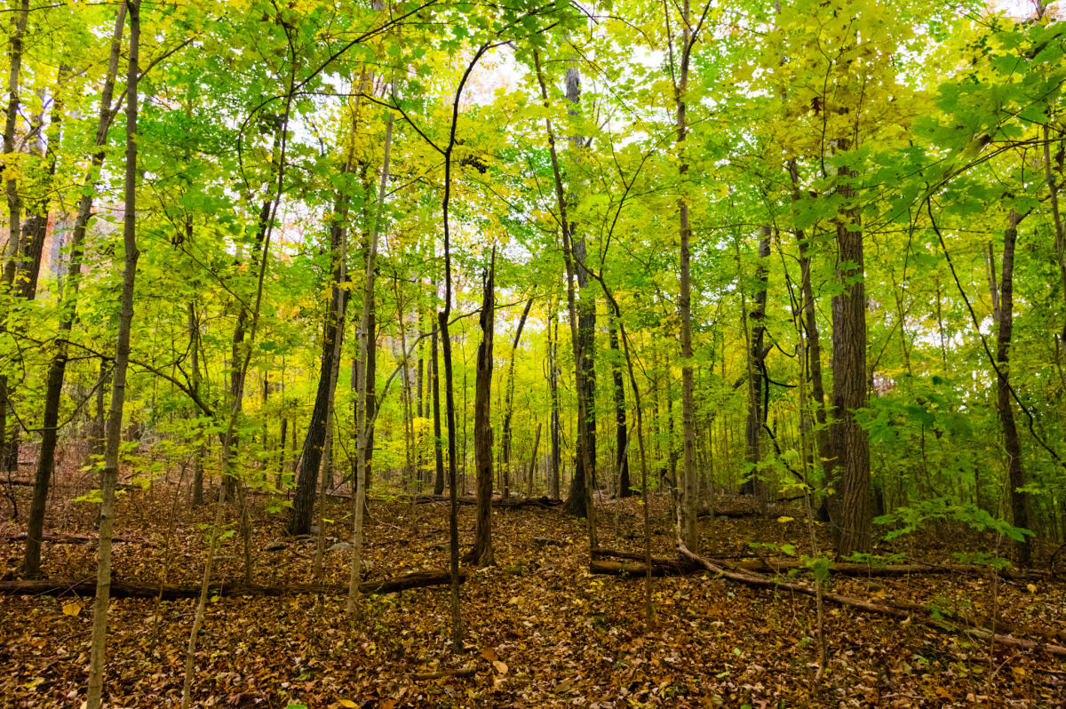 VLOG Monte Sano Mountain, Downtown Huntsville and a nightcap at