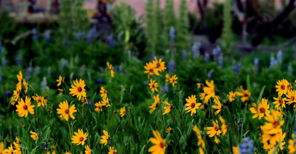 From Sunflowers to Evening Primrose: Cedar Breaks National