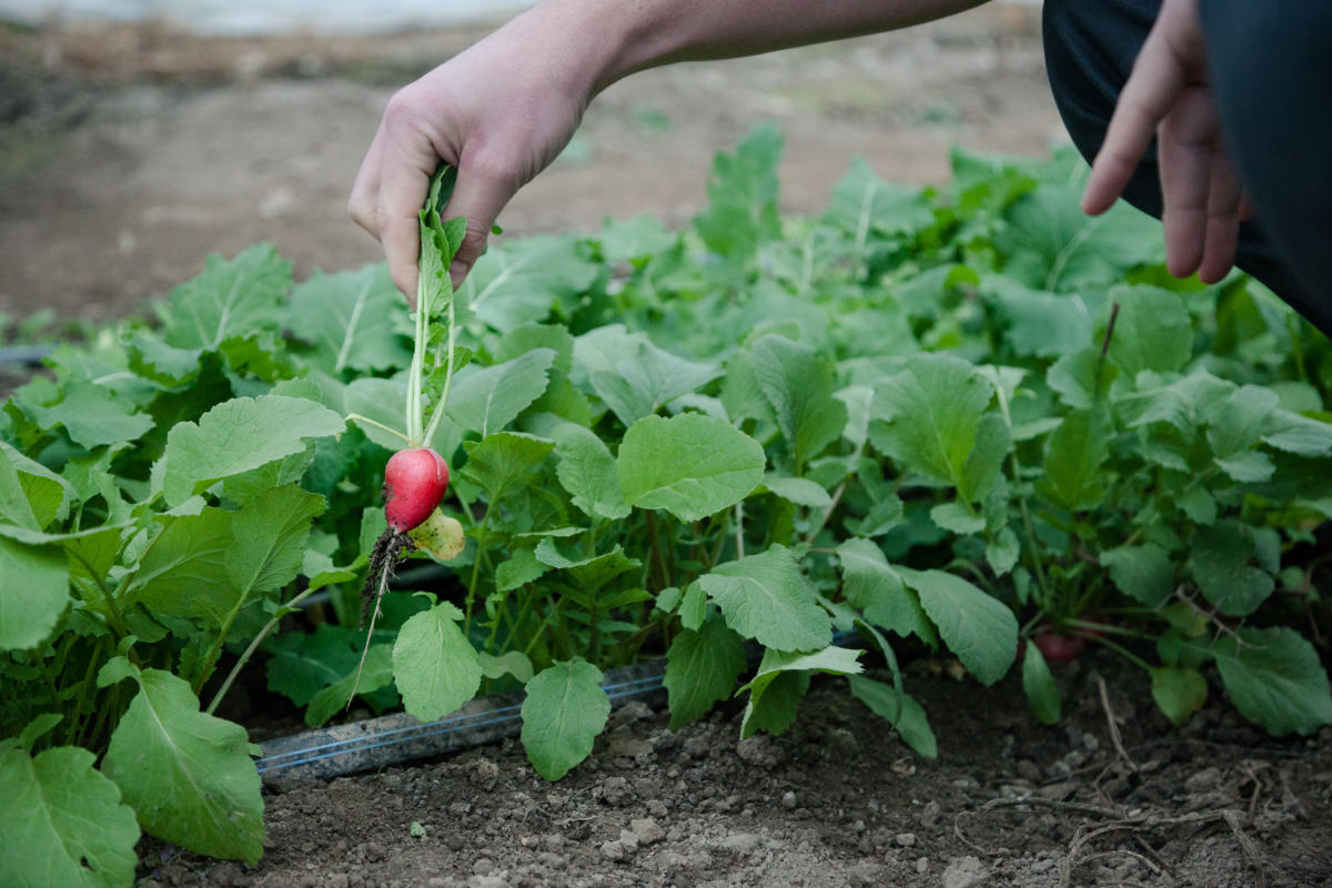 Farm to Table Ithaca Restaurants & Fresh Local Produce