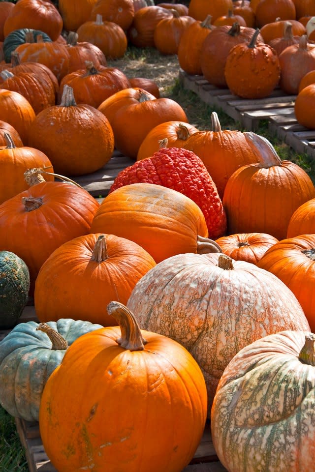 Jefferson Parish, LA Pumpkin Patches