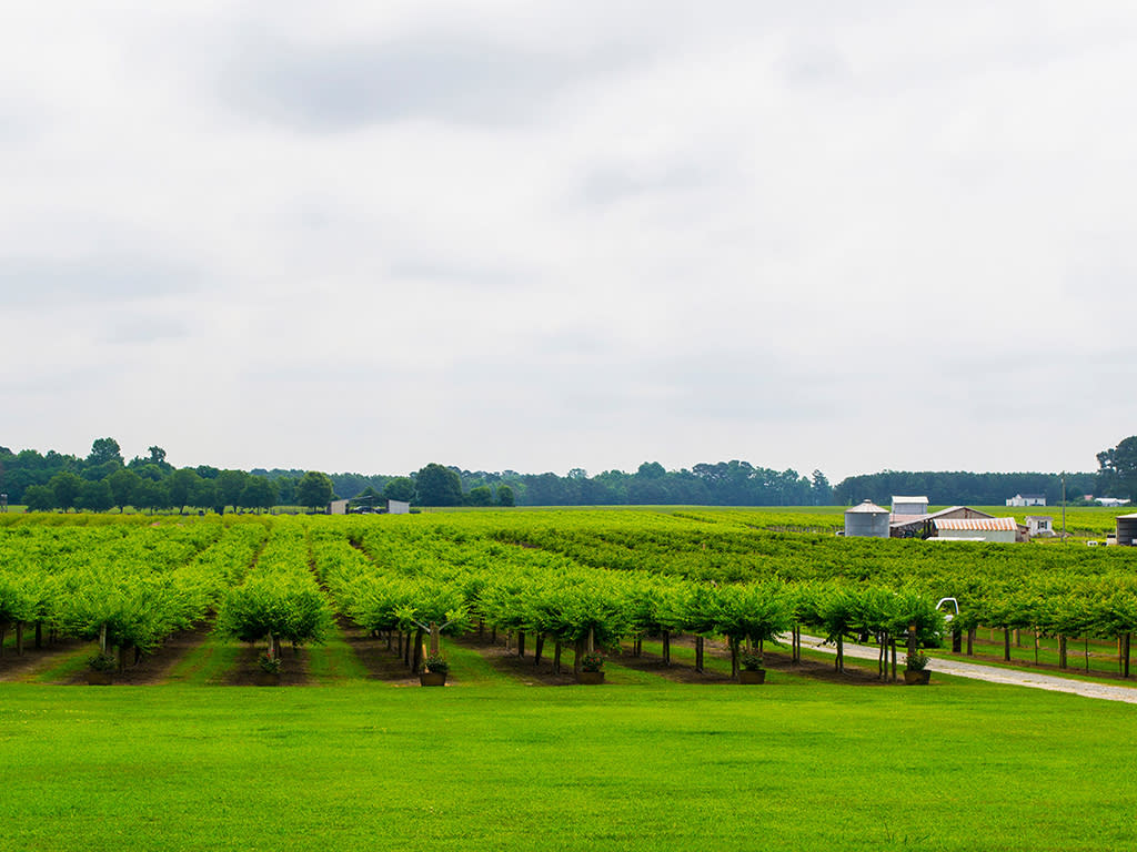 Pine Level, NC Johnston County, NC