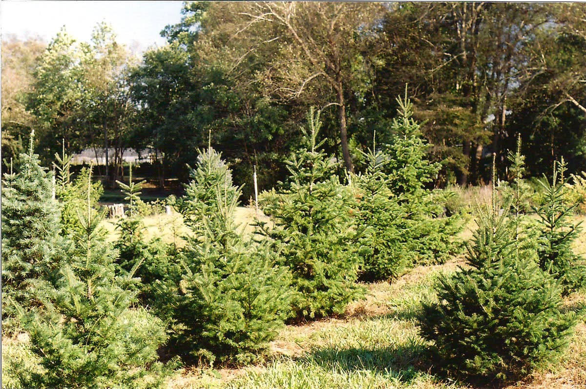 You Don T Have To Go To The Mountains To Visit A Christmas Tree Farm