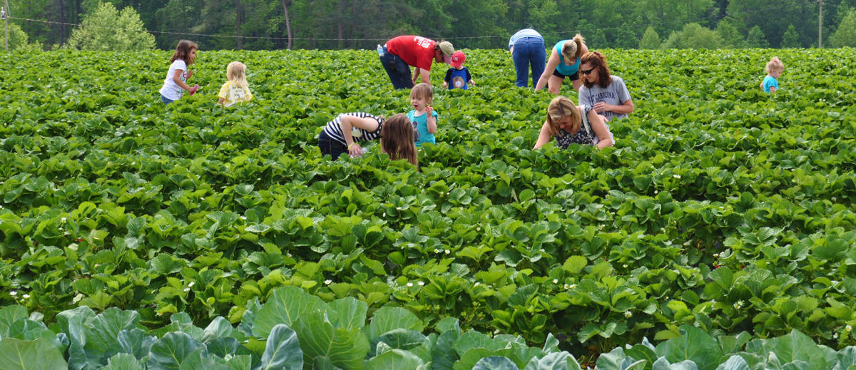 ShoppingFarms and Markets, Johnston County NC