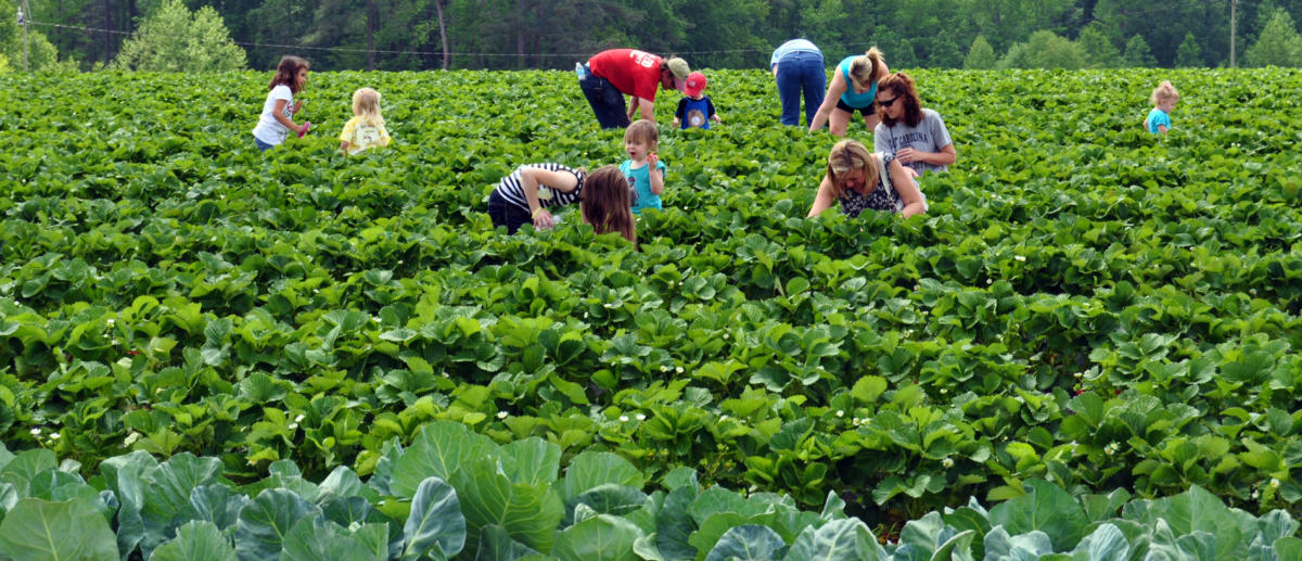 ShoppingFarms and Markets, Johnston County NC