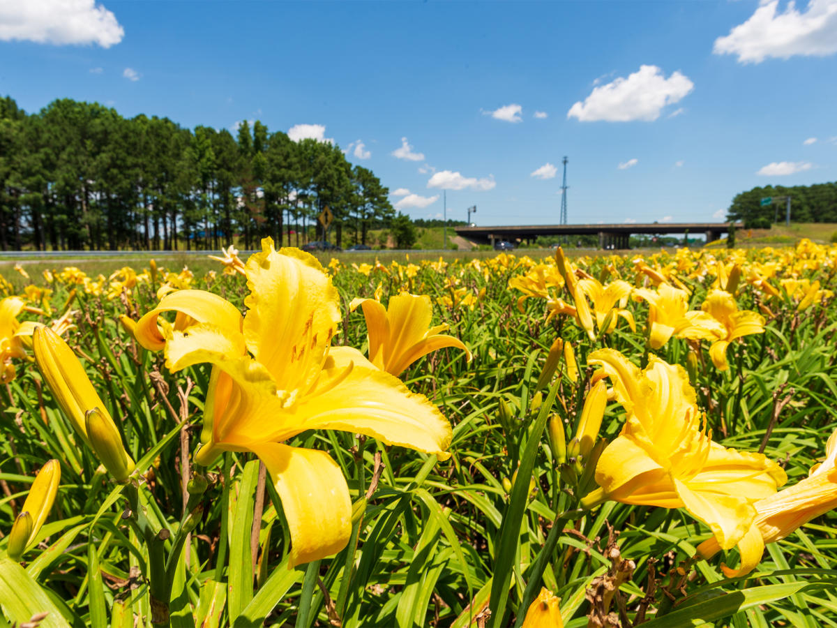 NCDOT Johnston County Traffic Notices