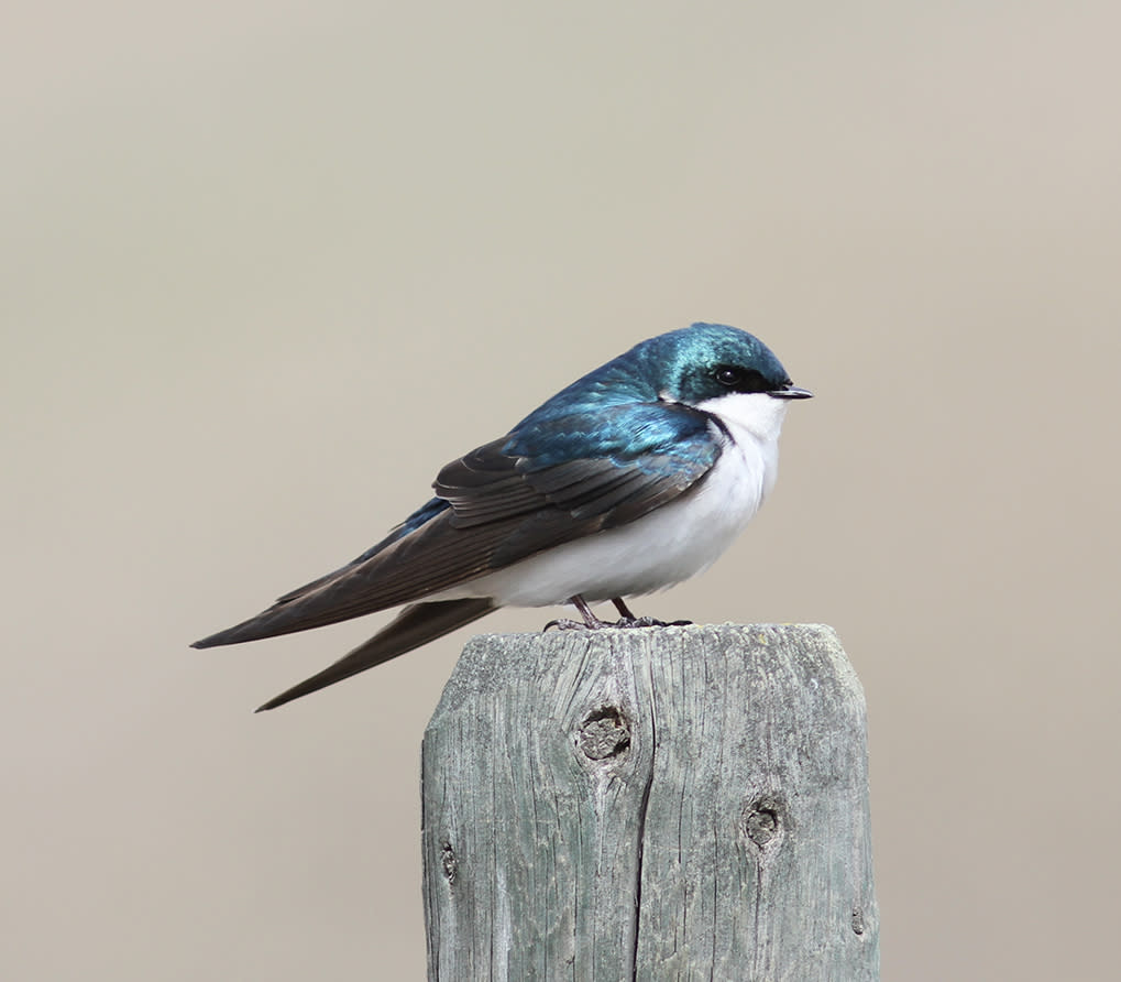 A Beginner's Guide to Birdwatching in Kamloops