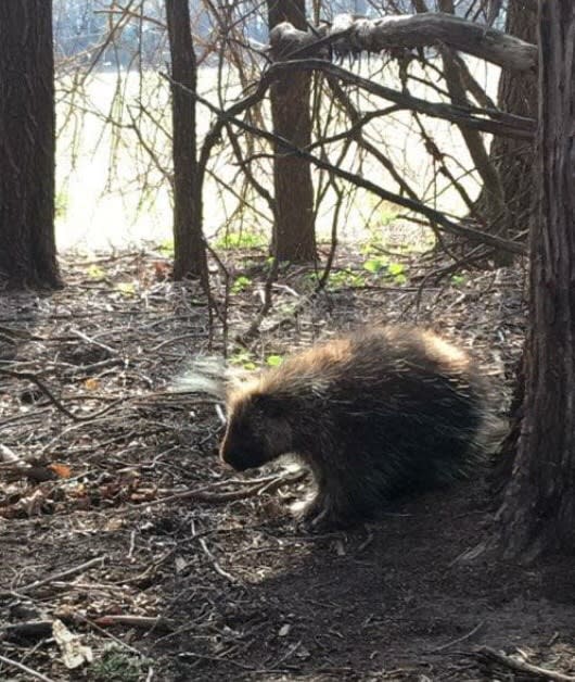 Kansas Kritters Porcupines