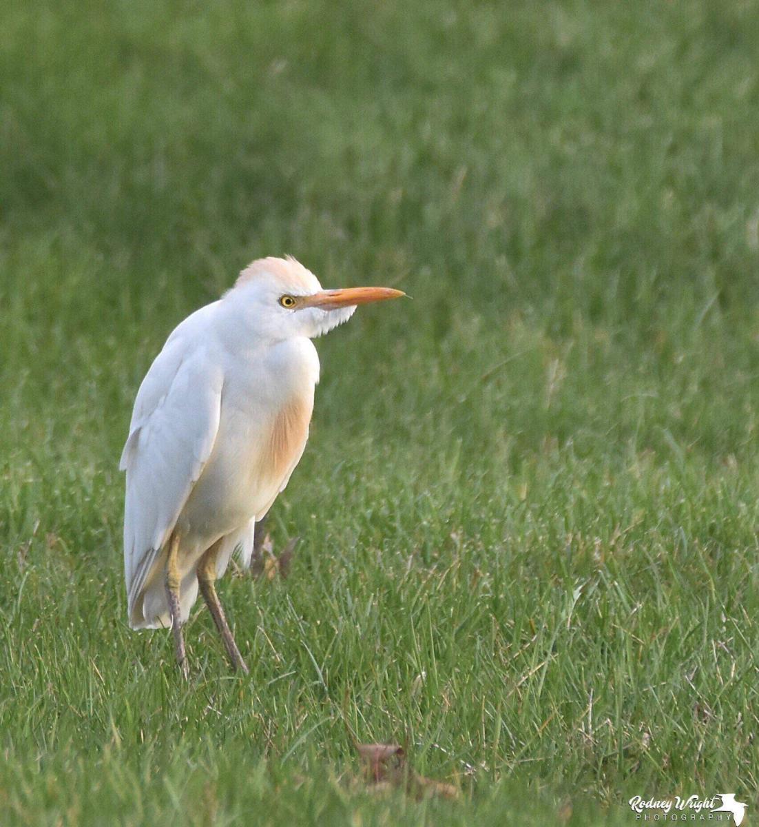 Wildlife and Bird Watching in Rural Kansas