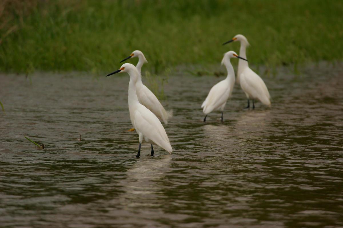 Wetlands & Wildlife Byway - Kansas Byways