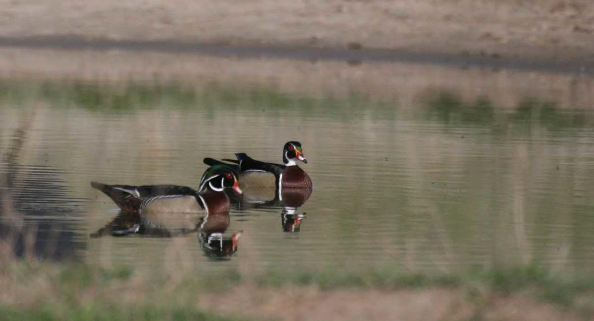 Kansas Wildlife and Bird Watching