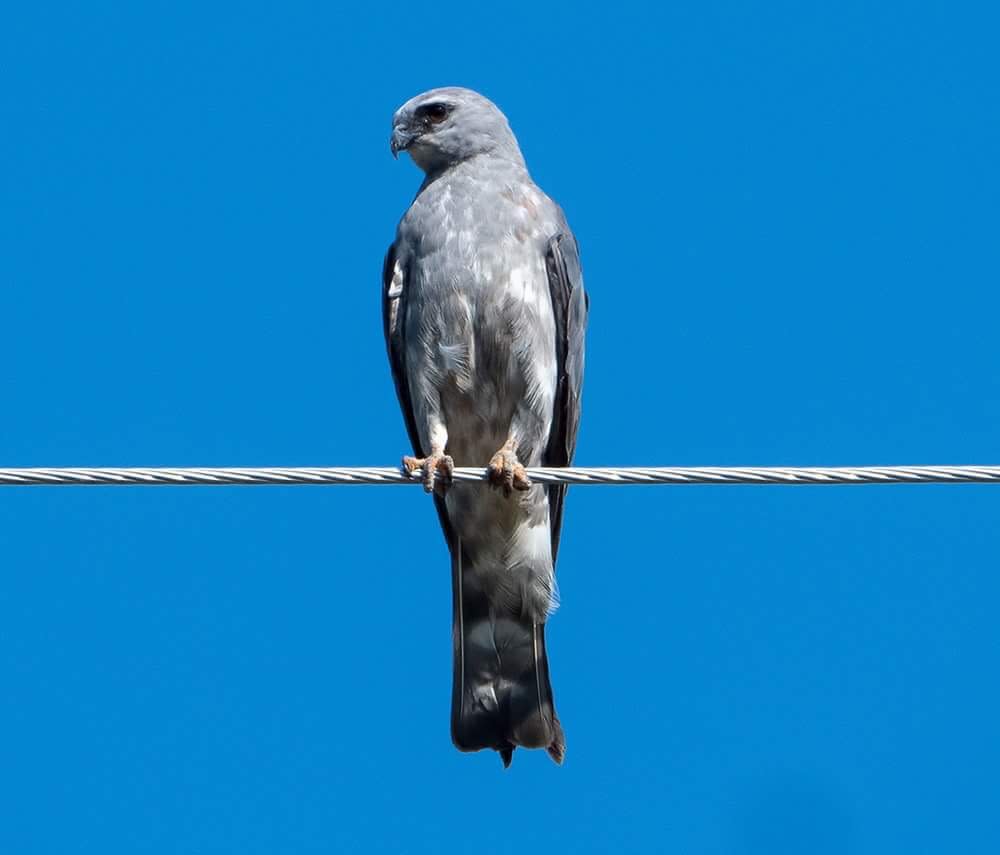 Things to do, Bird Watching