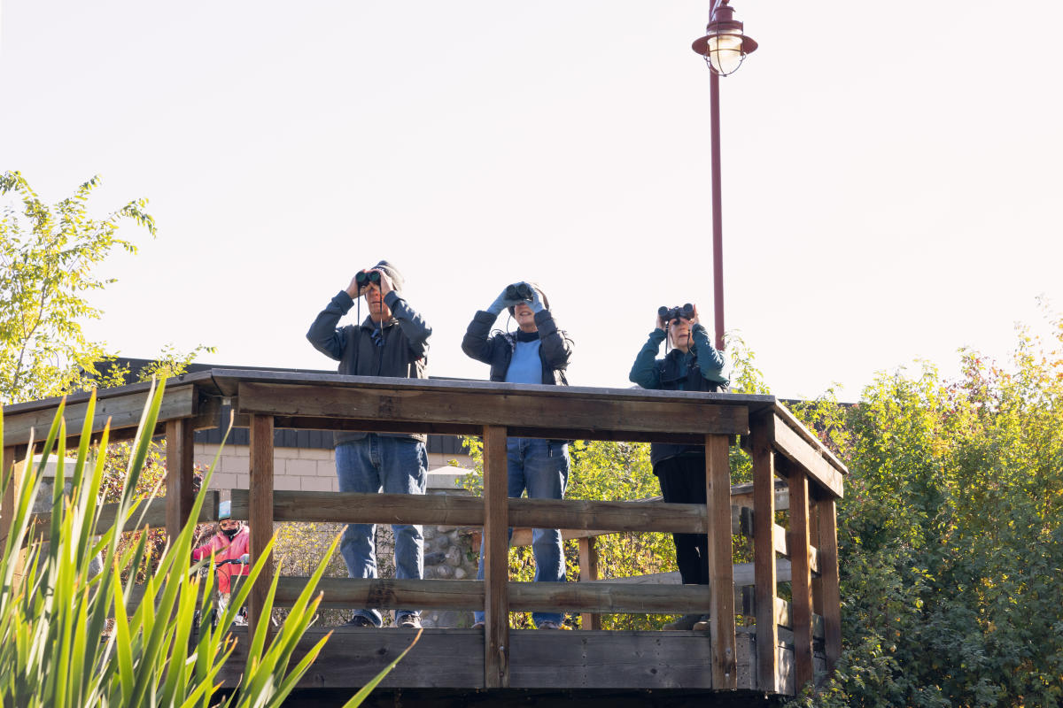 Kelowna Bird Watching Urban Bird Watching in Okanagan Valley