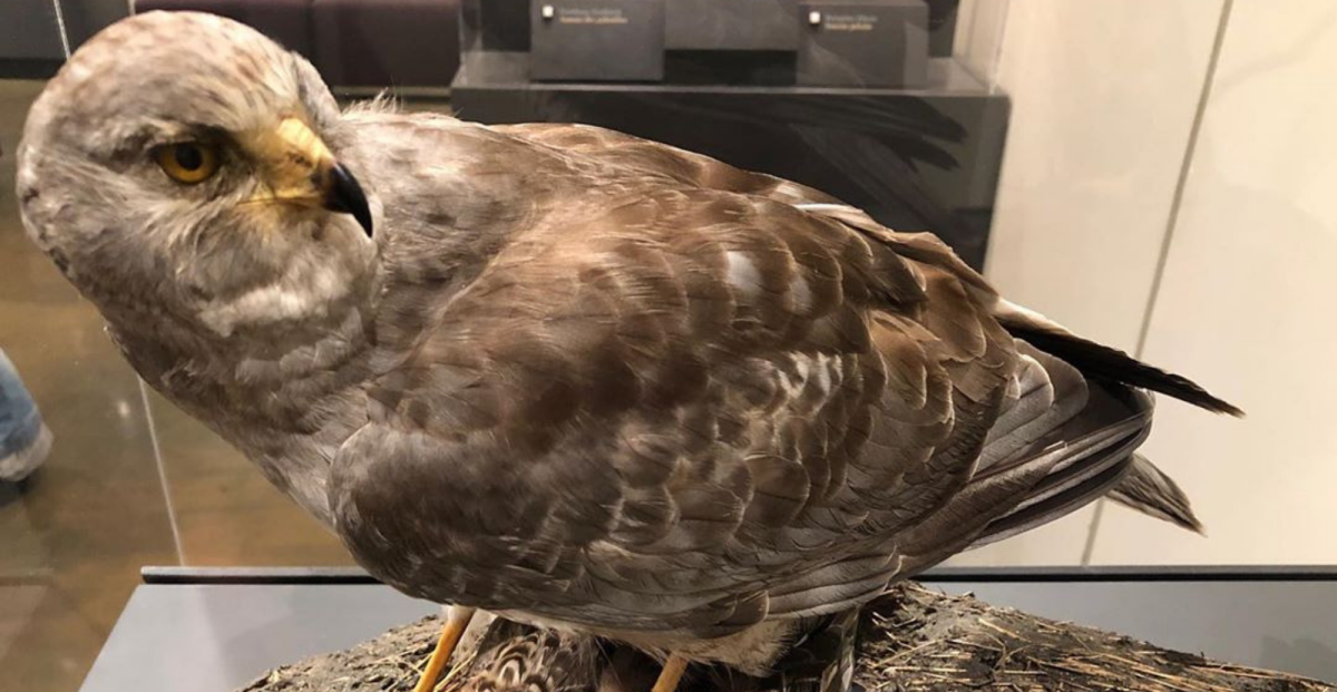 Meet the Neighbours at Birds of Prey Exhibit from Kelowna Museums