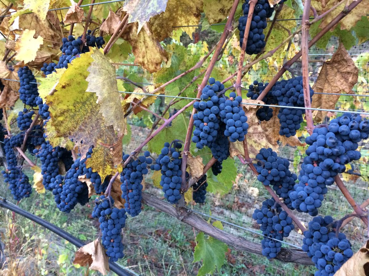 Discover Grape Harvesting in Kelowna Wesla Wong & Duane English